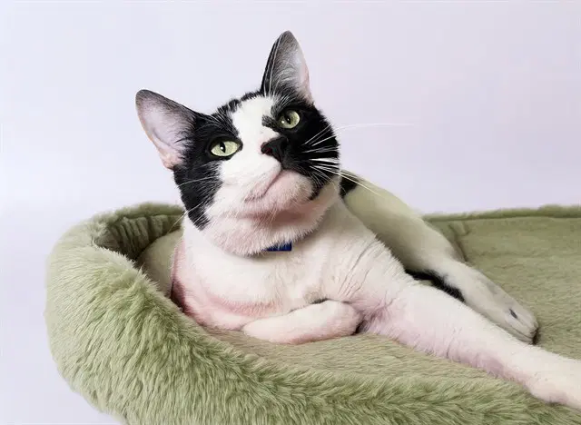 Gato - Domestic Short Hair