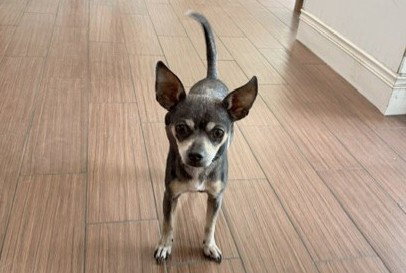 STRAY NOT AVAILABLE - Chihuahua available for adoption