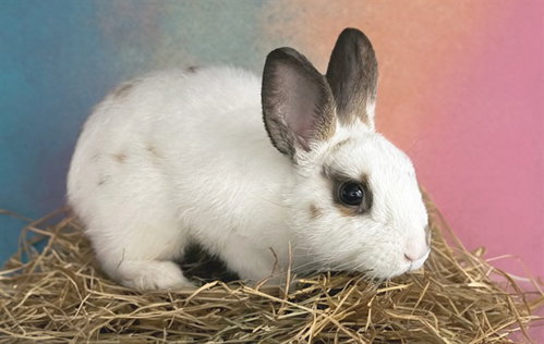 Stray Rabbit