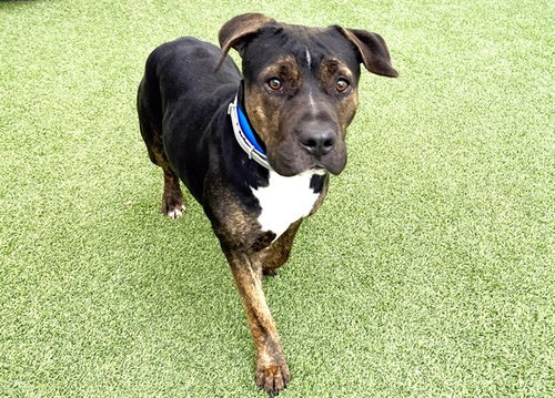 picture of the dog needing adoption
