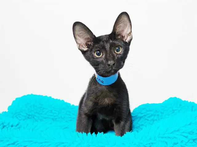 Marmite - Domestic Short Hair