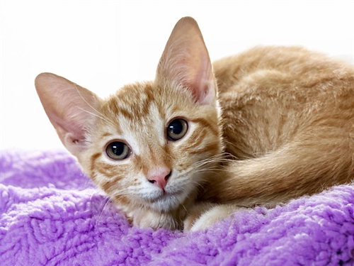 BAGUETTE - Domestic Short Hair available for adoption