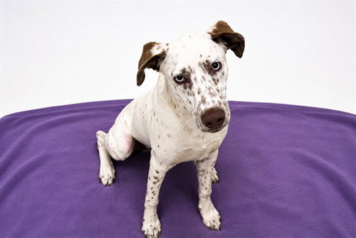 ARWYN - Dalmatian available for adoption