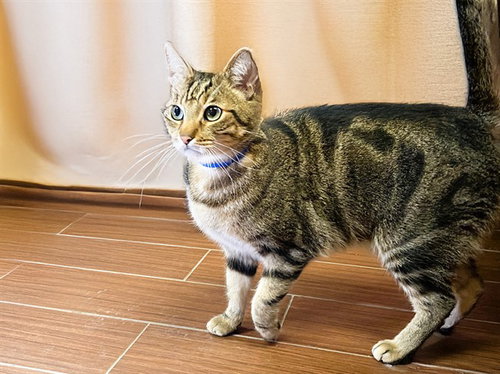 BUTTERSWORTH - Domestic Short Hair available for adoption