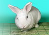 BUDDY - Photo 1