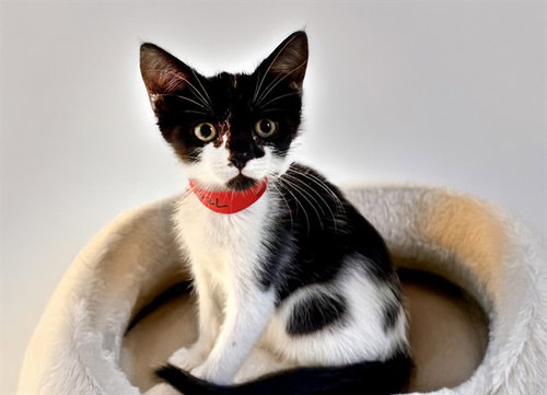 BELLA - Domestic Short Hair available for adoption