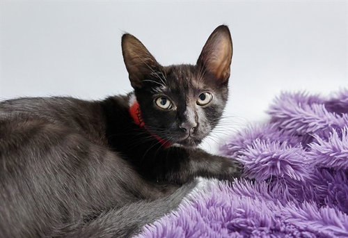BUGZY - Domestic Short Hair available for adoption