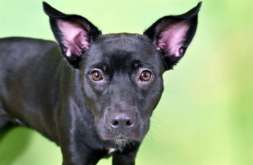 BALI - Labrador Retriever available for adoption