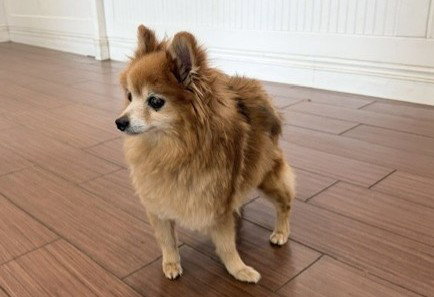 STRAY NOT AVAILABLE - Pomeranian available for adoption
