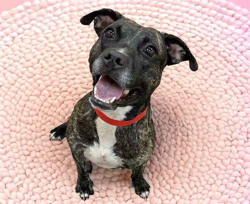picture of the dog needing adoption