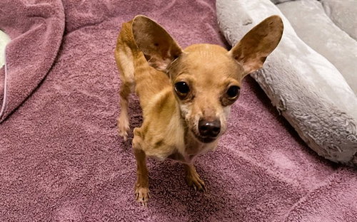 STRAY NOT AVAILABLE - Chihuahua available for adoption