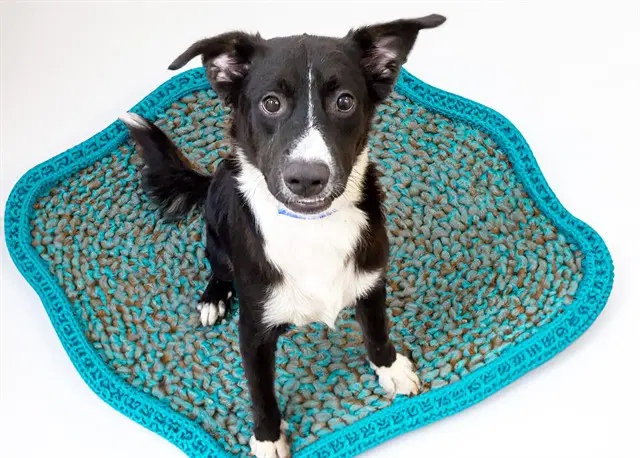 Mario - Border Collie