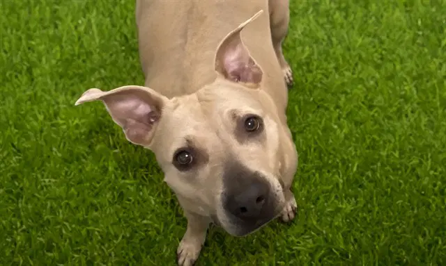 Raya - American Staffordshire Terrier