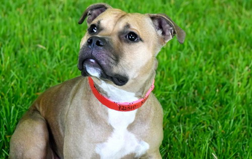picture of the dog needing adoption