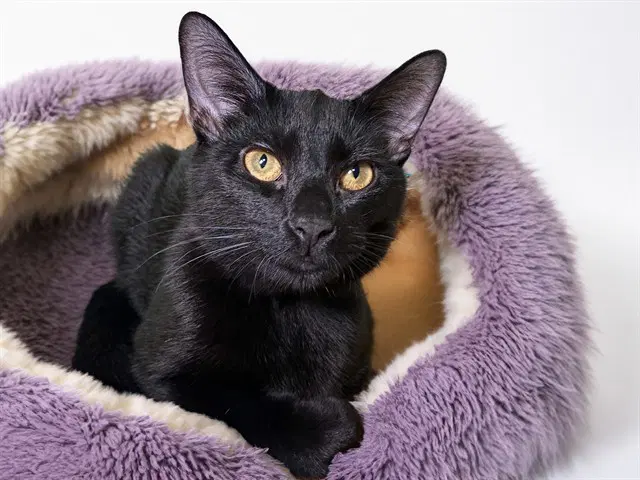 Raven - Domestic Short Hair