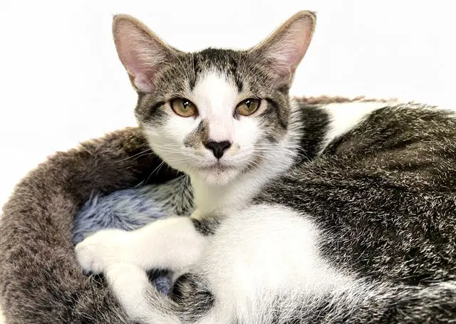 Tom - Domestic Short Hair