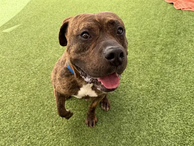 Guinness - American Pit Bull Terrier