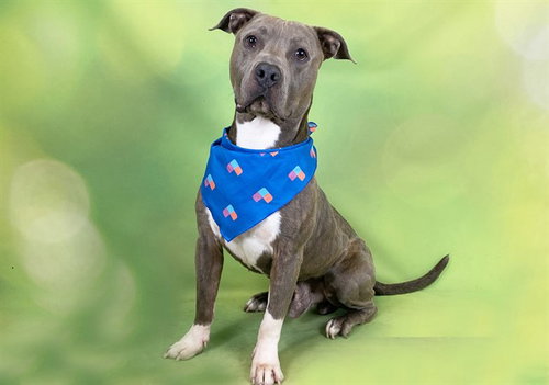 FRODO, a dog for adoption from Humane Society of Broward County
