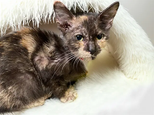 Stray Kitten - Domestic Short Hair