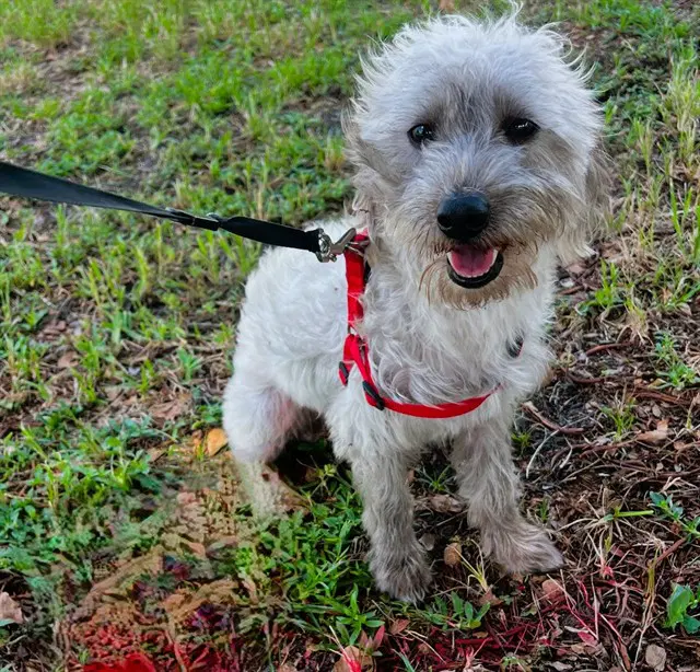 Corey - Miniature Schnauzer