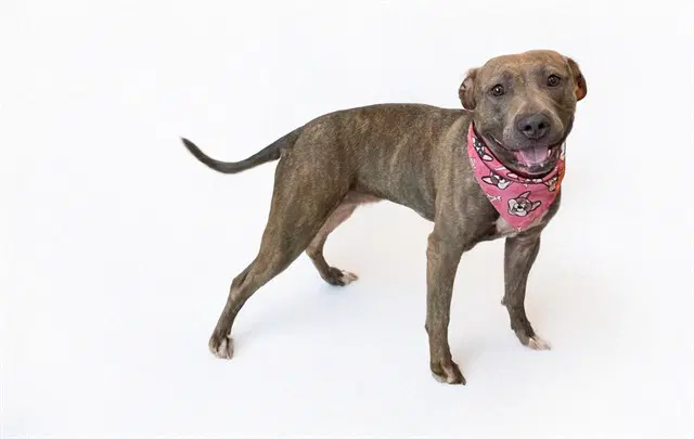 Stray Not Available - Pit Bull Terrier