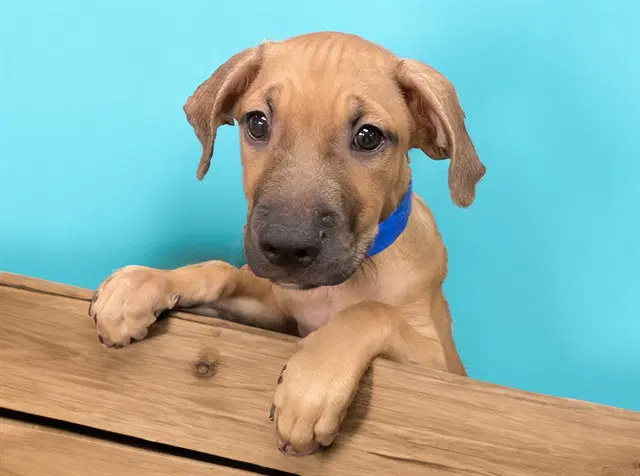 Mister - Labrador Retriever