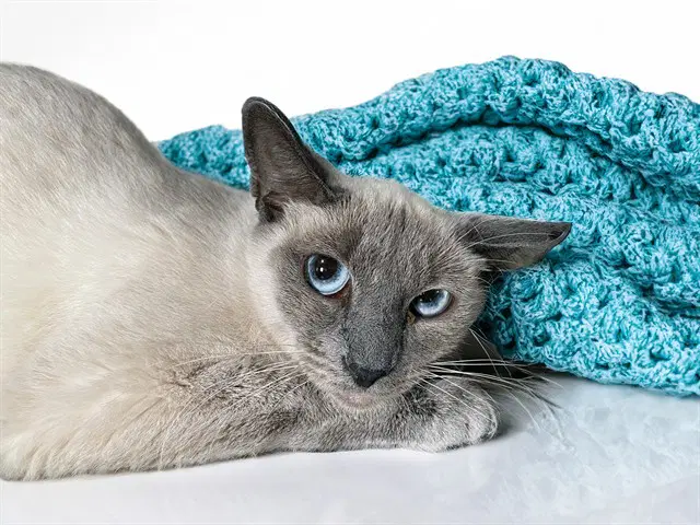 Miso - Siamese