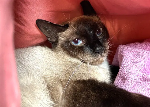 Coco - Siamese