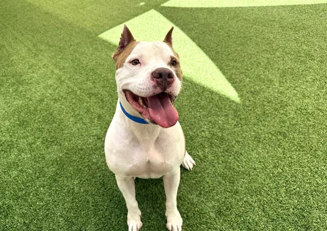 Duke - American Staffordshire Terrier