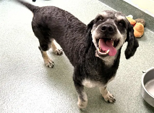 Stray Not Available - Labrador Retriever
