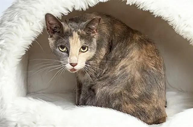 Stray Not Available - Domestic Short Hair