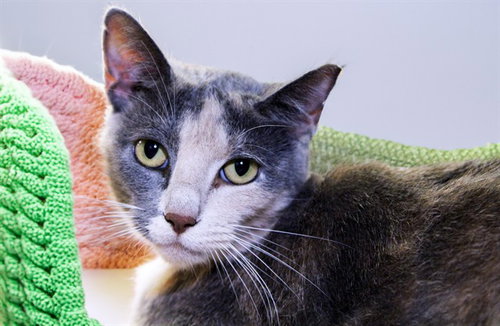 picture of the cat needing adoption