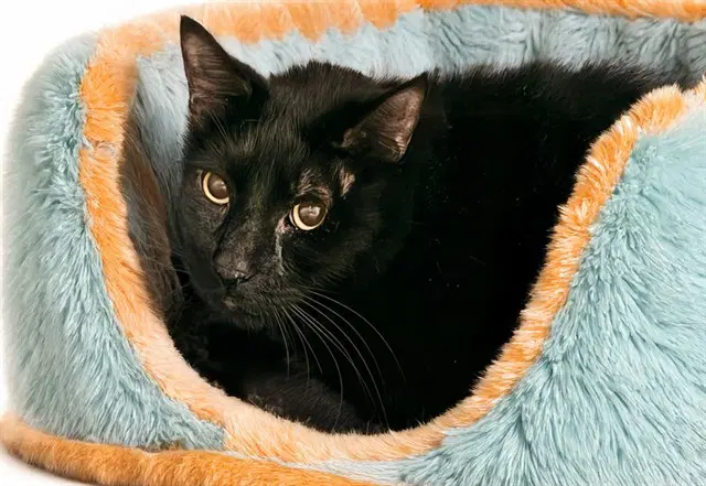 Puma - Domestic Short Hair