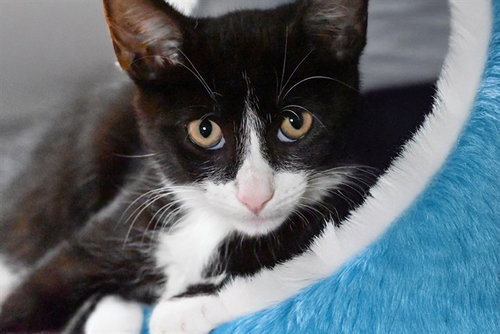 picture of the cat needing adoption