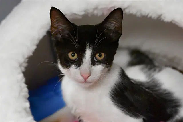 Alto - Domestic Short Hair