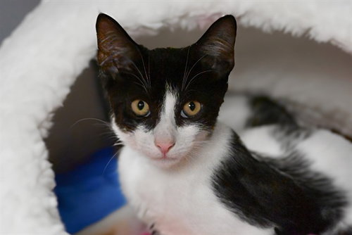 picture of the cat needing adoption