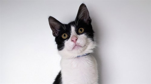 ALTO, a cat for adoption from Humane Society of Broward County
