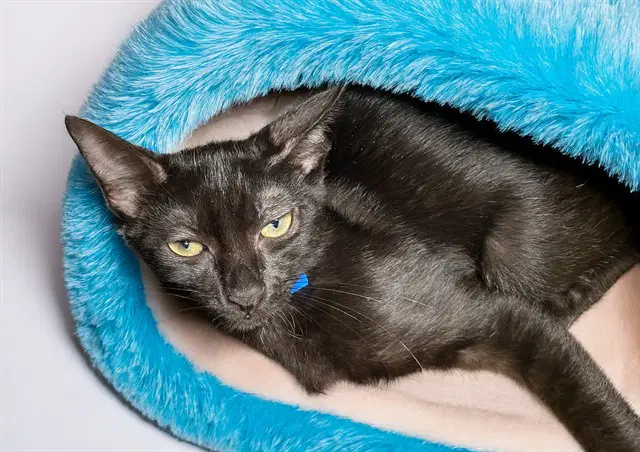 Muscari - Domestic Short Hair