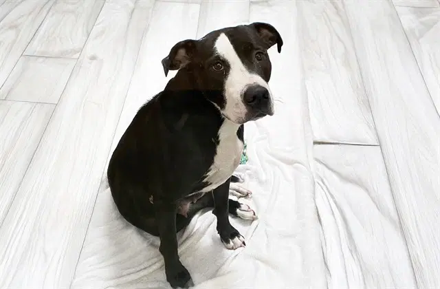 Beth - American Staffordshire Terrier