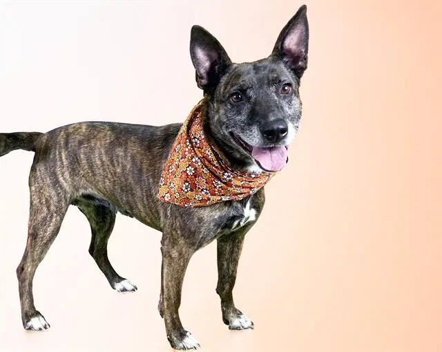 Bailey - Dutch Shepherd