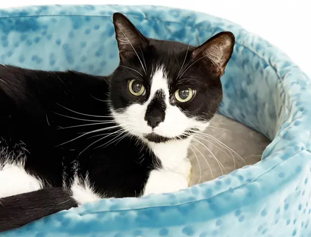Blu - Domestic Short Hair