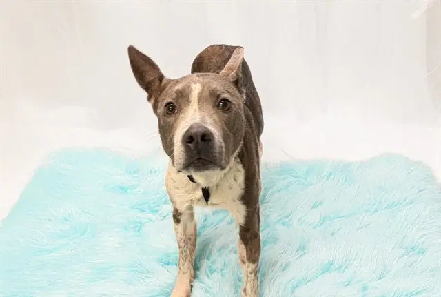 Jupiter - American Staffordshire Terrier