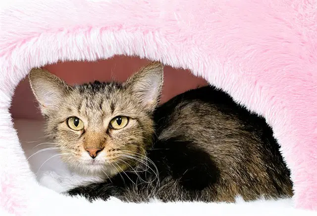 Esme - Domestic Short Hair