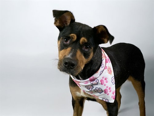 picture of the dog needing adoption