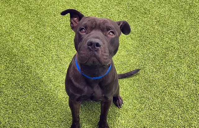 Xylo - American Staffordshire Terrier