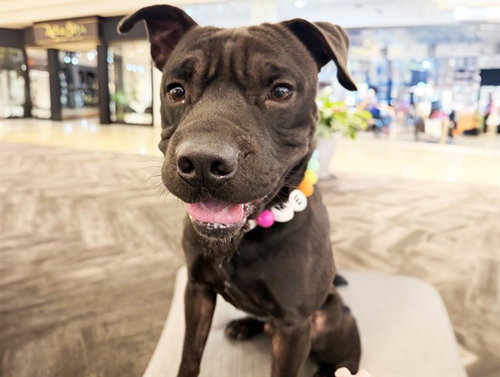 BARTHOLOMEW, a dog for adoption from Humane Society of Broward County