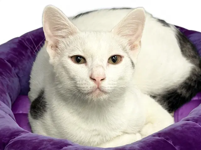 Romeo - Domestic Short Hair