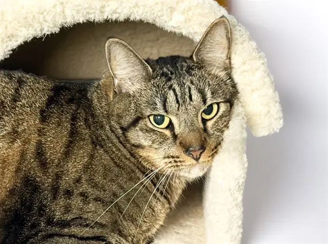 Tiger - Domestic Short Hair