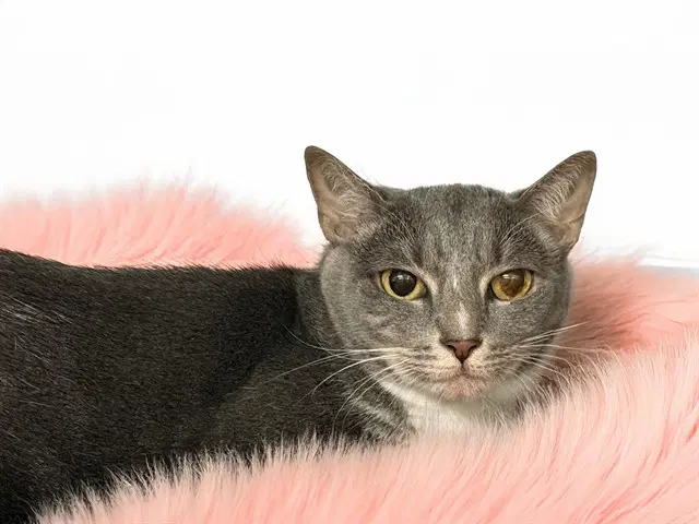 Lily - Domestic Short Hair
