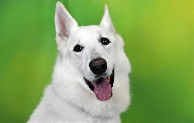 Maubo - German Shepherd Dog